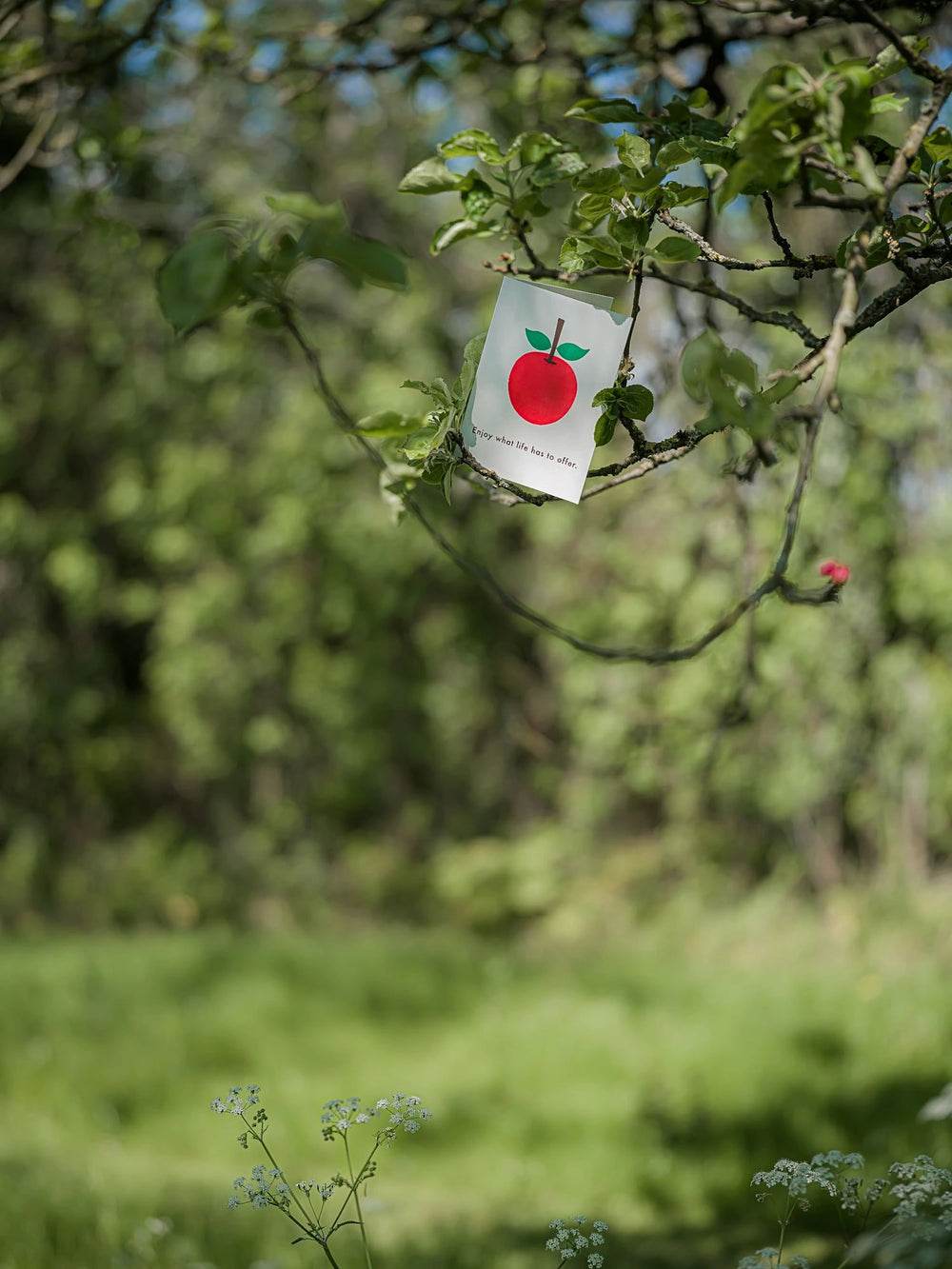 Čestitka Apple među granama, u krošnji